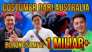 BORONG SAMPAI 1 MILIAR LEBIH ‼ QUALITY GOLDFISH KEDATANGAN COSTUMER DARI AUSTRALIA‼