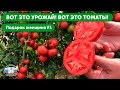 САМЫЕ ЛУЧШИЕ СОРТА ТОМАТОВ В 2020 г. - Подарок женщине F1. Низкорослые томаты с высокой урожайностью