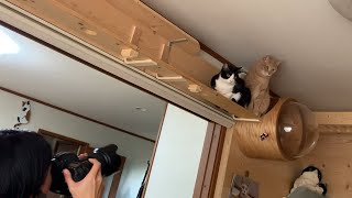 雑誌の取材に答えてあげる猫