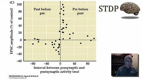 Synaptic Plasticity Hebbs Postulate