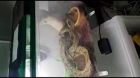 Reticulated python killing and eating a big rat