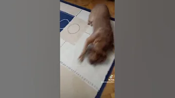 ده انت عيل قليل الادب و الادب مش هينفع معاك ضحك 