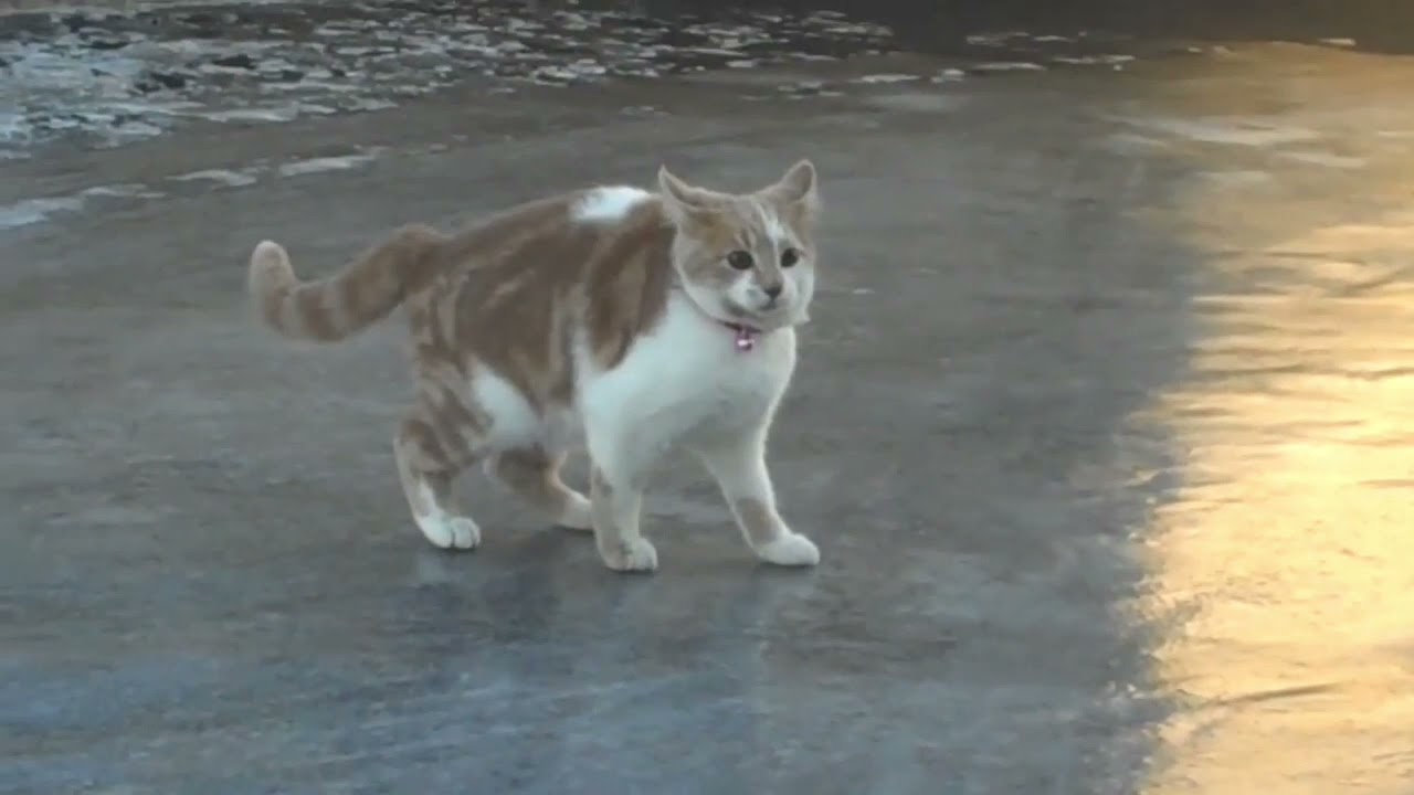 Cat on ice but every time he panics, doom music kicks in