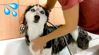 I Bathe And  Brush My Husky Dog All Day