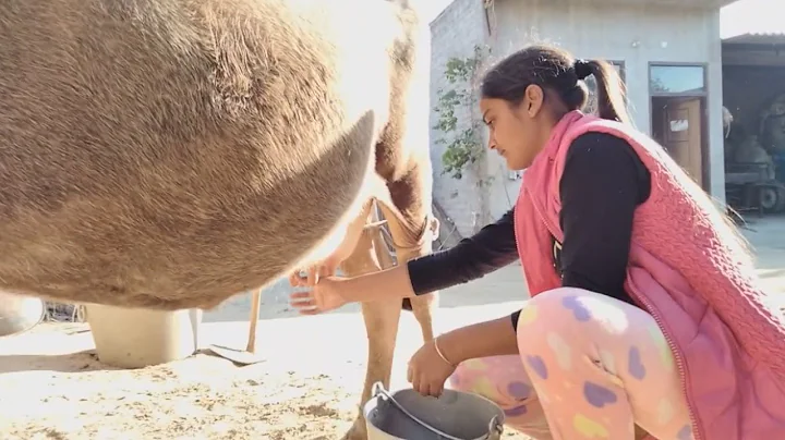 Watch The Story of Brave Punjabi Farmer Girl - Must Watch - DayDayNews