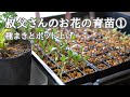 叔父さんのお花の育苗①(種まきとポット上げ)/ダリア・けいとう・千日紅【ベランダガーデニング】