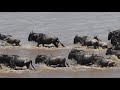 The Deadly Wildebeest Migration - Masai Mara Oct 2017