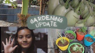 Vlog16 tripura tiprasa village villagelife gardening pujadebbarma