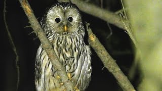 puštík bělavý | Ural Owl | Strix uralensis