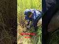 เปิดหน้าดินพิสูจน์ทราบทุ่นระเบิด #viral #viralvideo #army #viralshorts