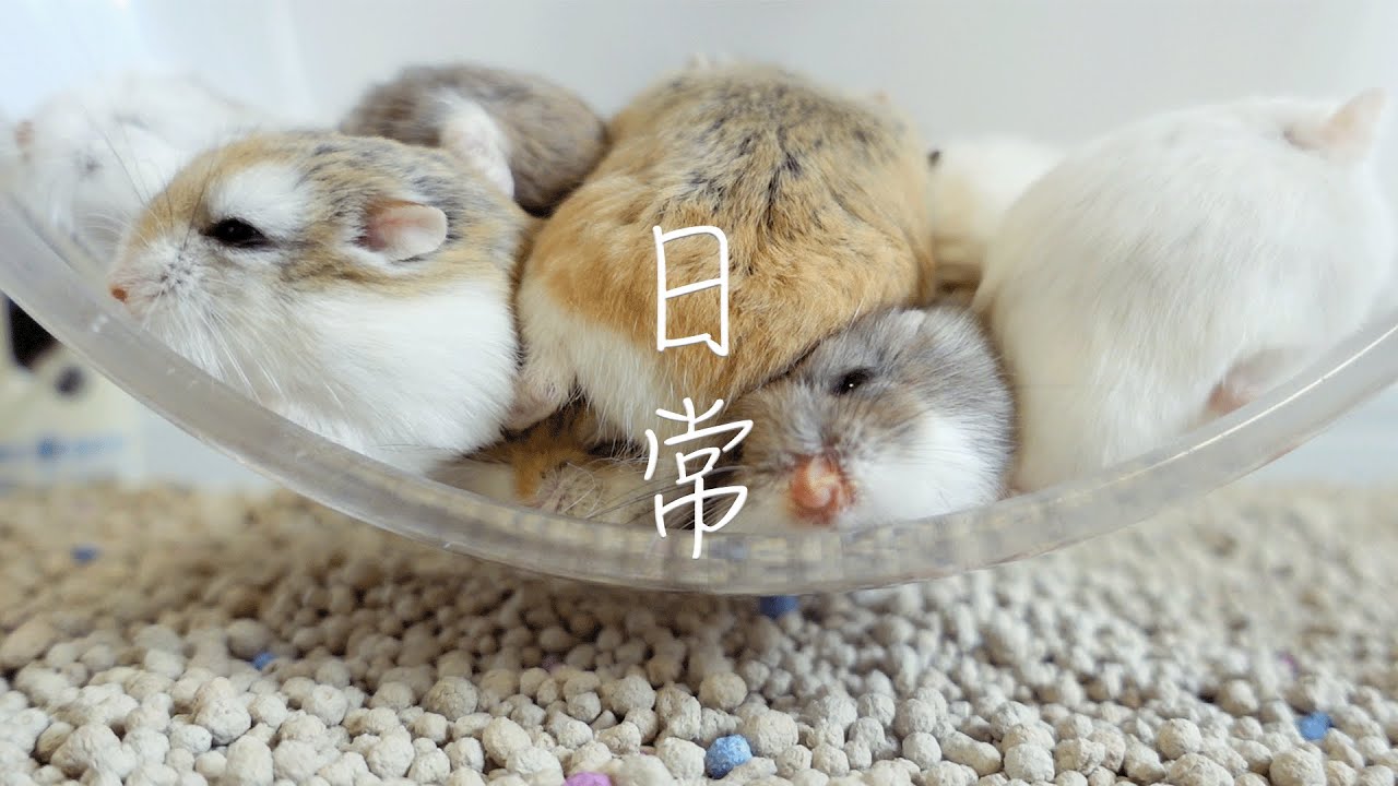 ハムスター】どうしていつも君たちは、、 - YouTube
