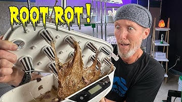 Keeping it Clean: Preventing Root Rot in Hydroponics