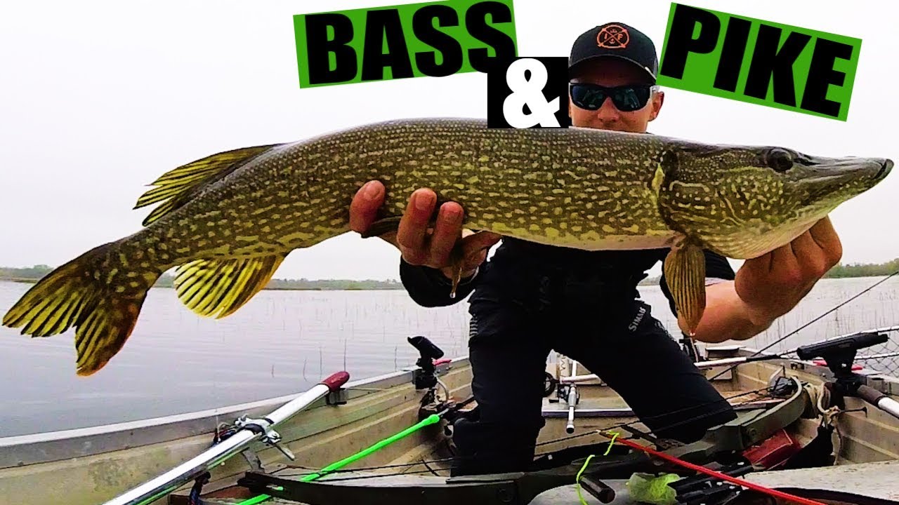 Largemouth Bass & Pike Fishing [Big Muskego Lake] YouTube