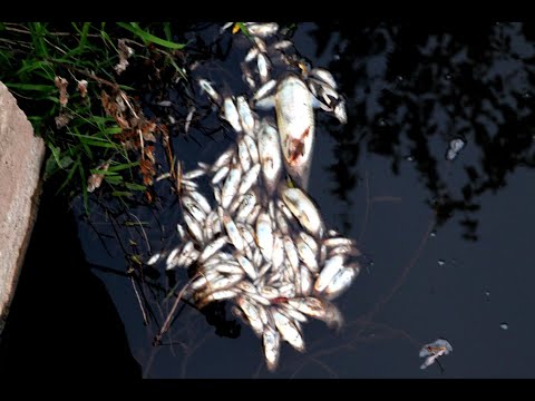 Χιλιάδες νεκρά ψάρια οικολογική καταστροφή Πορταϊκός ποταμός Παραπόταμος Τρικάλων Σάββατο 12-10-2019