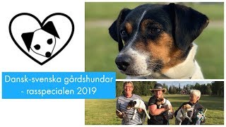 Dansksvenska gårdshundar  rasspecial 24 aug 2019