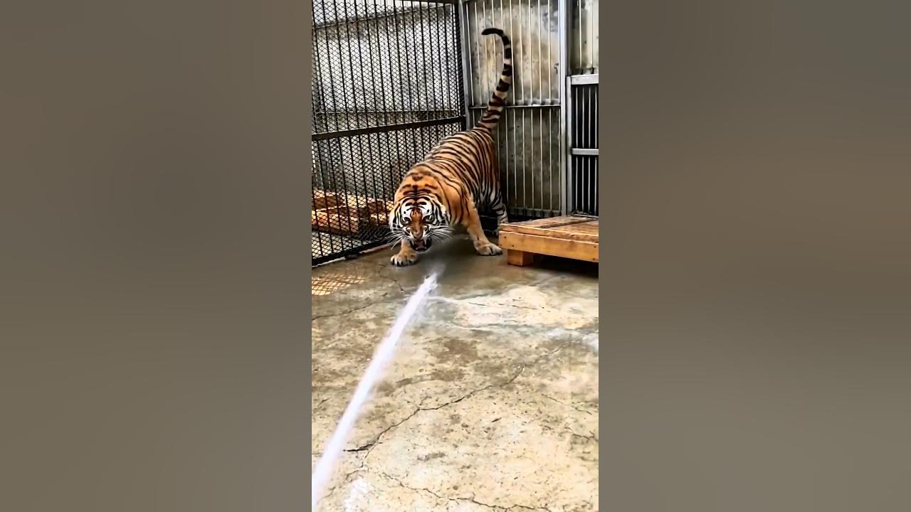 A Unique Way To bathe A Tiger🐯 #shorts #tiger A Unique Way To bathe A Tiger🐯 #shorts #tiger