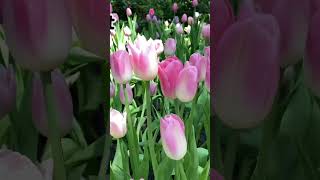ดอกไม้เมืองหนาว ระยอง ดอกทิวลิป อาคารนิทรรศน์พรรณพฤกษา ปตท. #Miracleofnatural #ระยอง #สวนดอกไม้