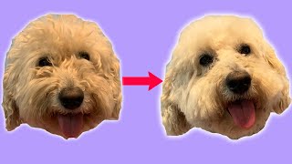 How To Trim Around Your Dogs Eyes (At Home Tutorial)