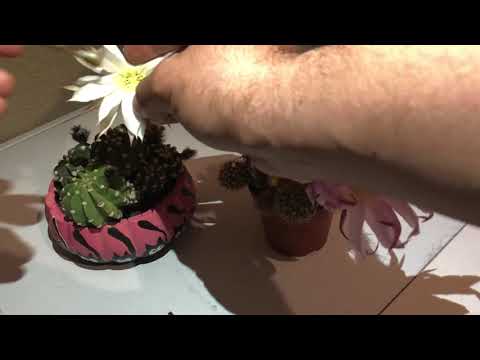 Video: Mavi Agav (34 Fotoğraf): Kaktüs Mü Değil Mi? Bitki Nasıl Görünüyor Ve Büyüyor?