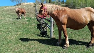 Гарні коні (можливий продаж💵) 💥Гостиприємні Господарі💥