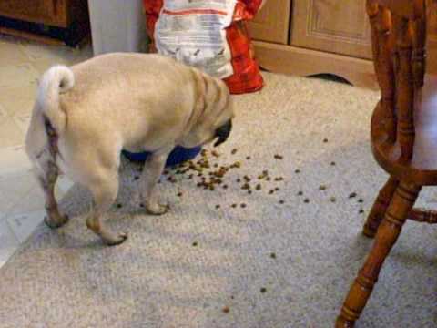 can pugs eat cheese lazy funnydog tv can pugs eat cheese lazy funnydog tv