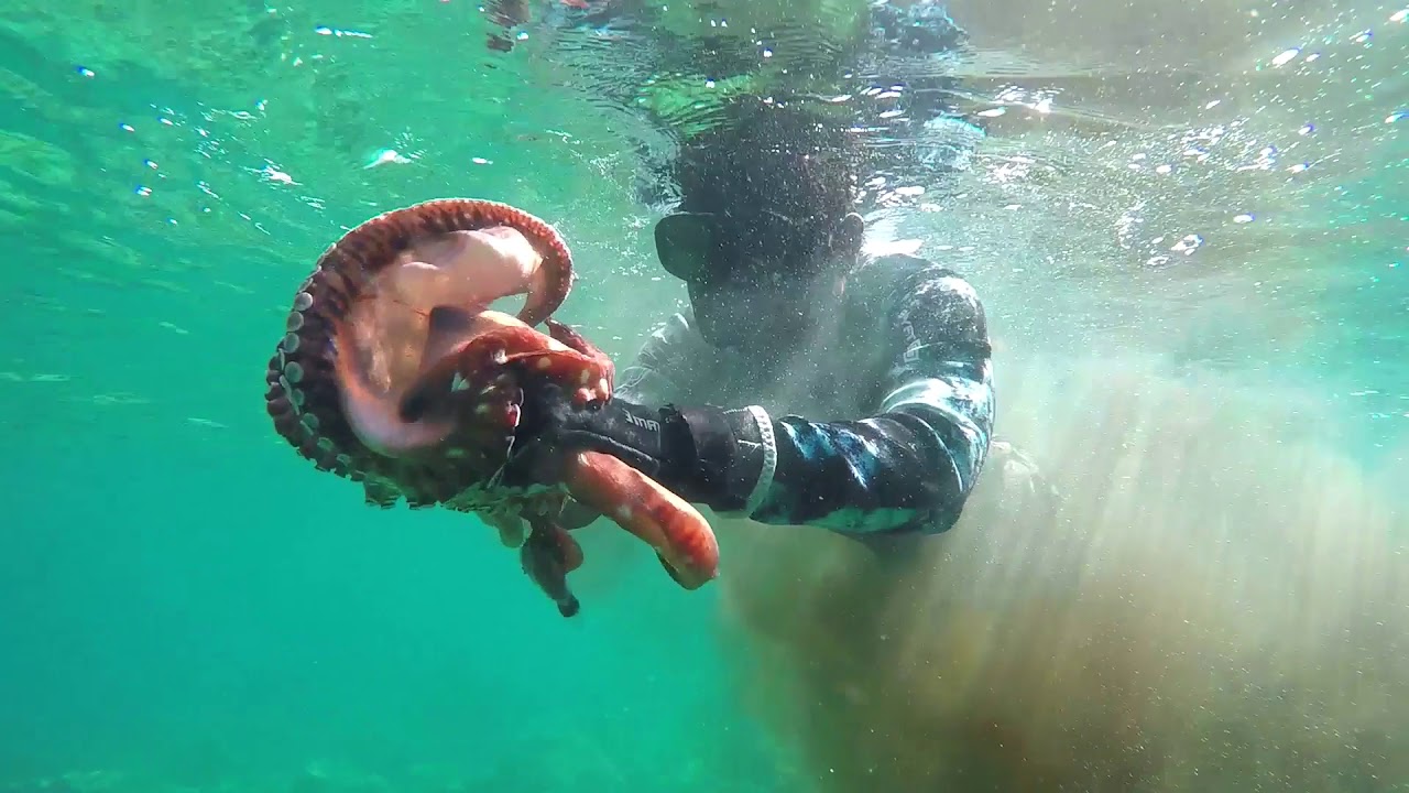 Catching Octopus by Hand Octopus hunt YouTube