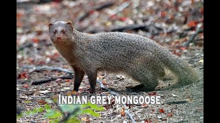 Indian Gray Mongoose
