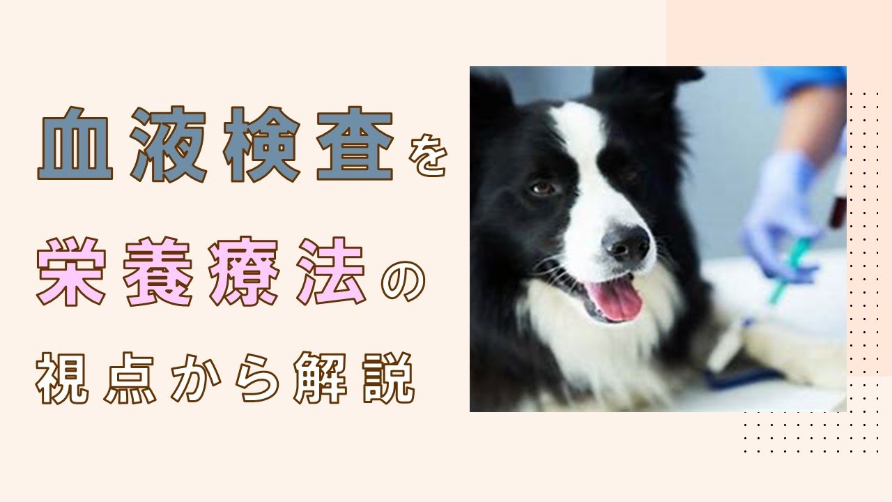 【栄養療法　犬】血液検査を栄養療法の観点から解説【切り抜き動画】