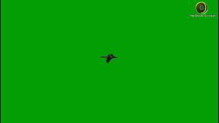 A Bird Flying Green Screen HD