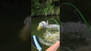 Celebrity BIG MURRAY COD EAT AT THE KAYAK!! Net Worth