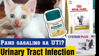 PANO GAGALING ANG ASO O PUSA SA UTI O URINARY TRACT INFECTION?