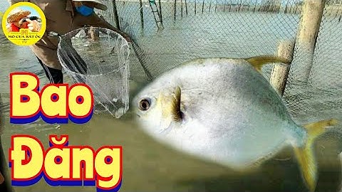 bao đăng ở biển Vũng Tàu bắt được cá chim, cá cháp, cá rìa: Mò Cua Bắt Ốc -TV.