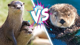 Sea Otters VS River Otters! What's the Difference?