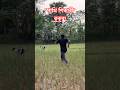 "পাখি শিকারী কুকুর/বেড়াল হতে সাবধান"!#foryou #viral #shorts #birds #birdlovers #birdrescue