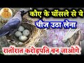 कौए के घोंसले से उठा लेना ये चीज, करोड़पति बन जाओगे #money | Dhan Prapti Ke Upay |