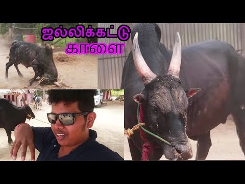 Download Jallikattu Kaalai - Training the Beast - Maatu Pongal