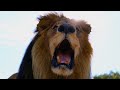 Emotional Last Walk with FIGHTER LION | The Lion Whisperer