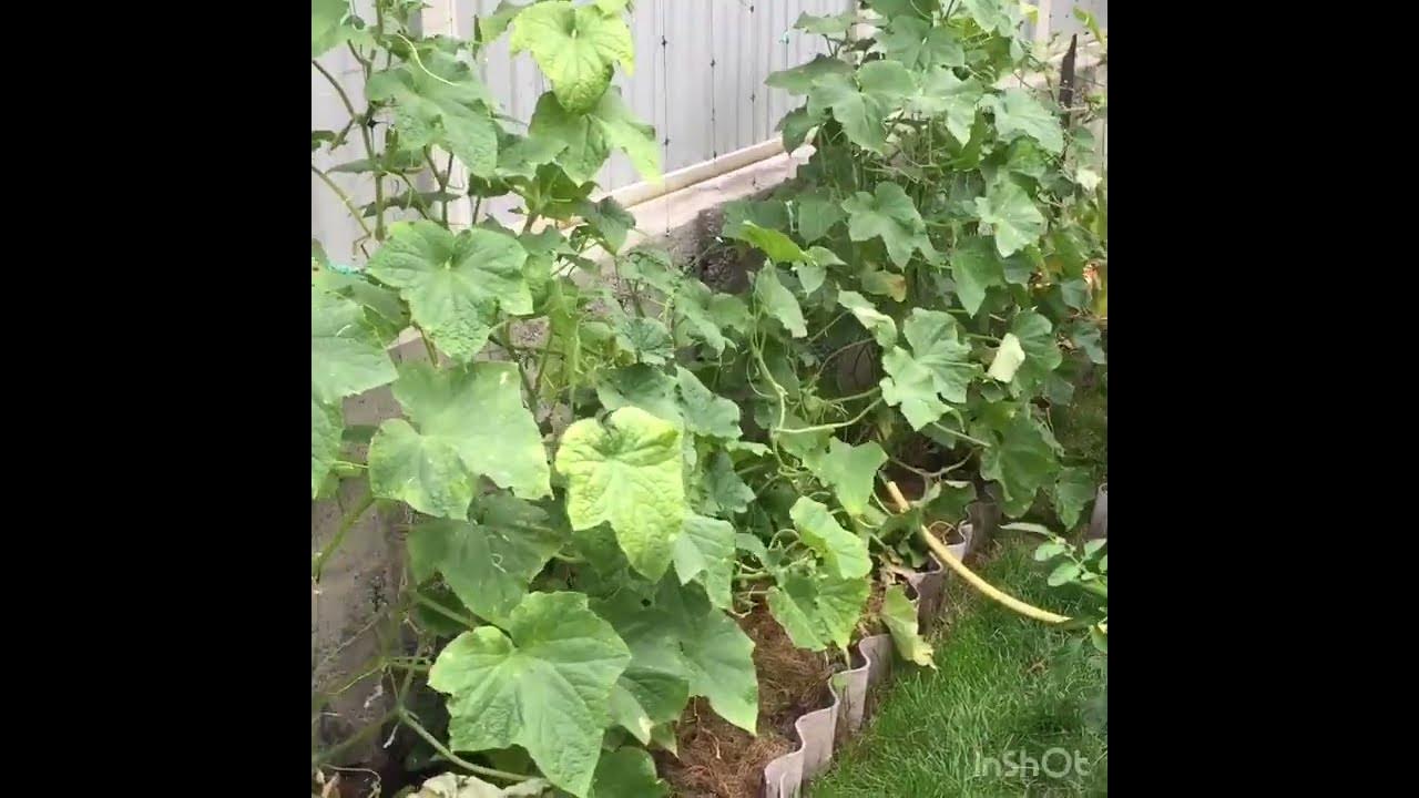 Полив огурцов с йодом. Чем обработать огурцы в августе. Огурцы обработка от болезней и вредителей. Опрыскивание рассады в огороде. Спасение огурцов.