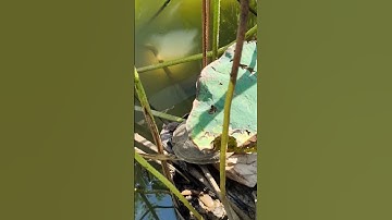 Giải cứu bạn rùa mắc cạn dưới nắng #cothebanchuabiet #suthatthuvi #turtle #thugian #giaitri #shorts