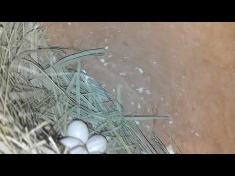 java eggs progress