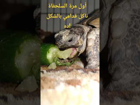 أول مرة السلحفاة تاكل قدامي بالشكل ده اكسبلور التحف  طيور الجيلي   