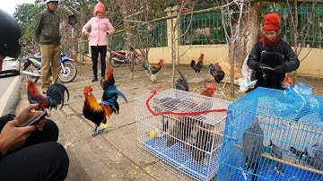 Chợ Chim Gà Rừng Những Ngày Cuối Năm | Dân Tộc Tây Bắc Tv