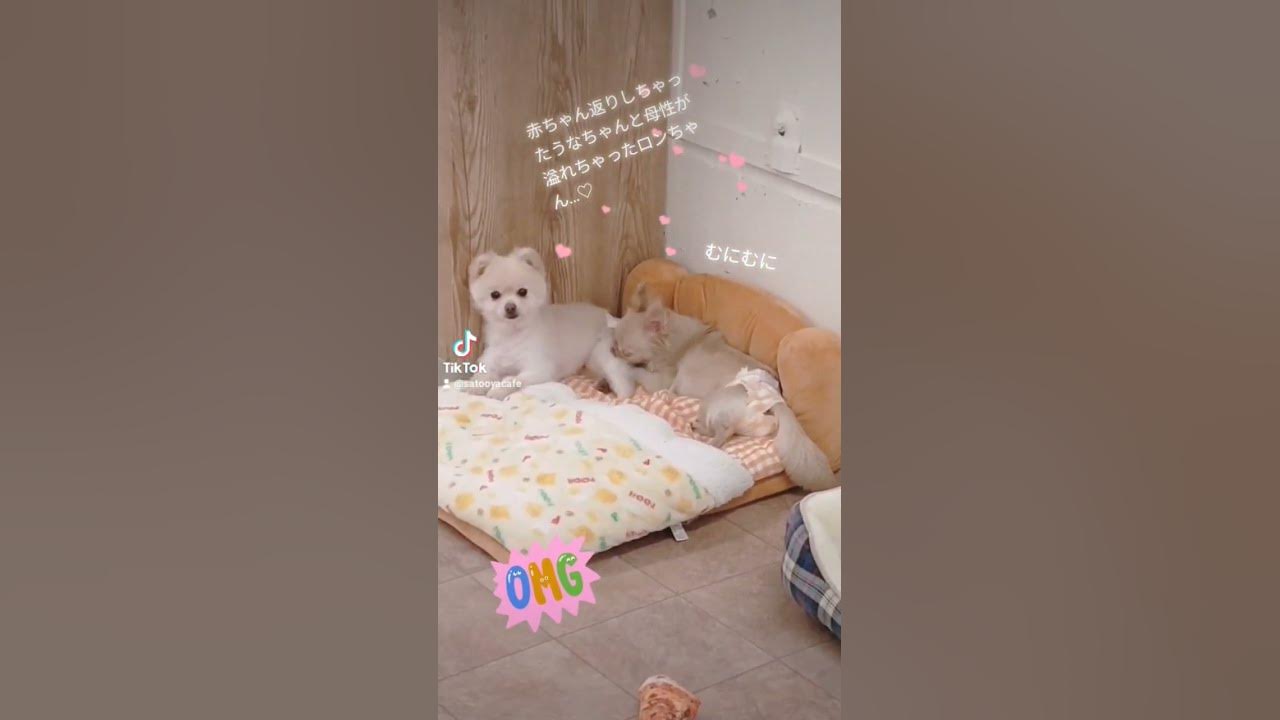 赤ちゃん返りしちゃったうなちゃん Shorts 犬のいる暮らし 里親 里親募集 犬のいる生活 吉川美南 繁殖引退犬 いぬ Youtube