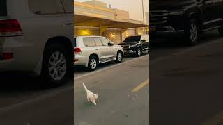 Download Lagu Al Gharafa,al Rayyan #music #relaxingmusic #ambientmusic @Qater-kc4im @qatarairways MP3