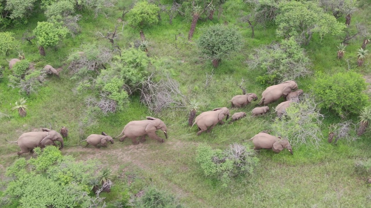 ELEPHANTS OF LOZIBA YouTube