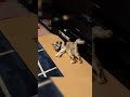 初めてハーネスを付けた日【保護猫クウガ】