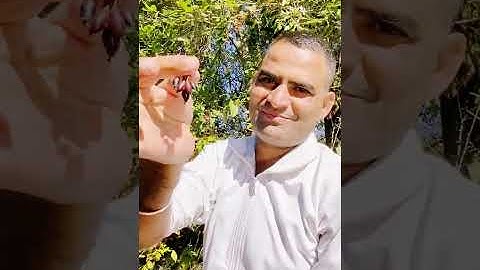 #लोहाघाट की हसीन वादी में दोस्तों के साथ कैंपिंग का अलग ही मजा है l #mountains #fortsideresort 