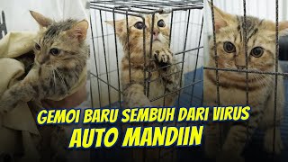 Mandiin Anak Kucing habis kenak virus!!😨 by O Pet LOVE CAT 1,591 views 1 year ago 13 minutes, 27 seconds