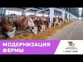 Модернизация молочной фермы. Симментальская порода коров