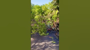 After the Storm: Fallen Tree Blocks Road at IIT Madras